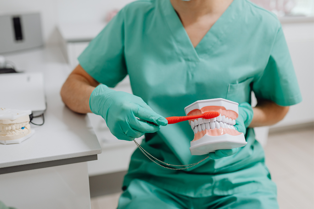 A model of teeth being brushed
